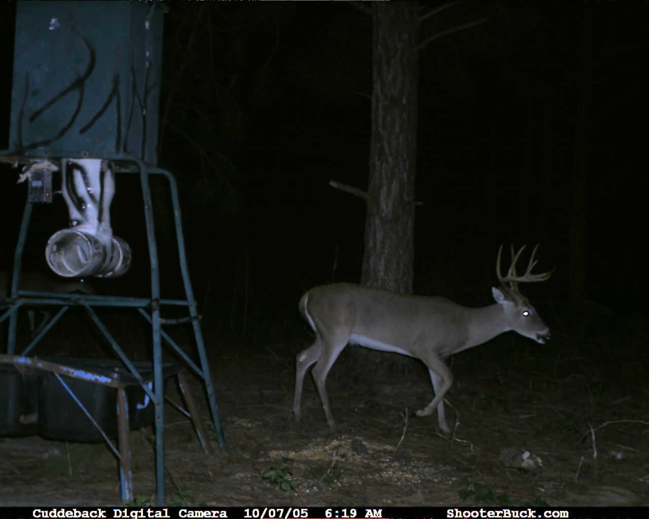 Breeding Superior Whitetail Deer, Doe fawns for sale,buck fawns for